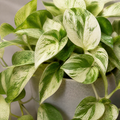 Epipremnum Marble Queen Pothos 12cm Pot Plants By Post