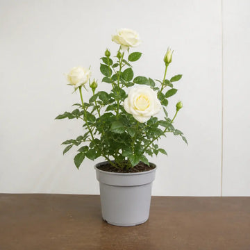 3L Silver Anniversary Yellow Rose Bush - Beautiful Flowering Plant Gift Plants By Post