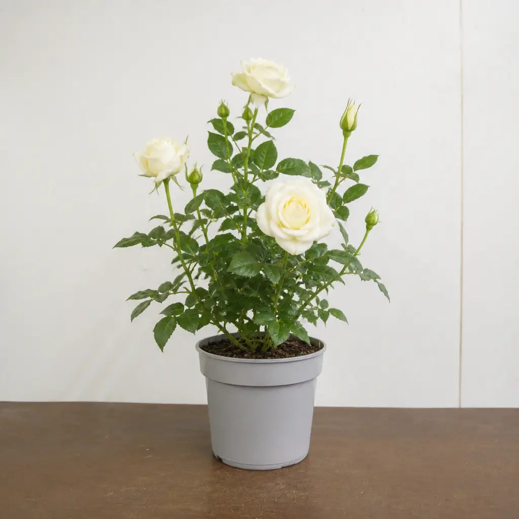 3L Silver Anniversary Yellow Rose Bush - Beautiful Flowering Plant Gift Plants By Post