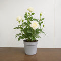 3L Silver Anniversary Yellow Rose Bush - Beautiful Flowering Plant Gift Plants By Post