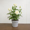 Nursery Pot