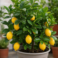 5L Meyer Lemon Tree 80/90cm Indoor & Outdoor Citrus Tree in Pot Plants By Post