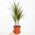 Dracaena Marginata 3 Stem Dragon Tree 19cm Pot – Easy Care Large Indoor Houseplant Plants By Post
