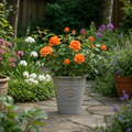 3L Orange Patio Rose in Decorative Pot Outdoor Garden Plant