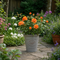 Olive Premium Plastic Planter Grey