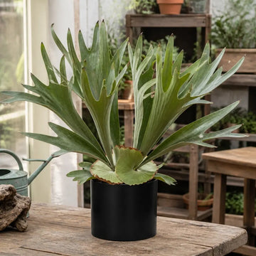 Platycerium Bifurcatum Staghorn Fern – Unique Antler-Shaped Foliage Indoor Houseplant Plants By Post