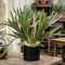 Sofia Matt Black Ceramic