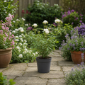 3L White Patio Rose in Decorative Pot Outdoor & Garden Plant