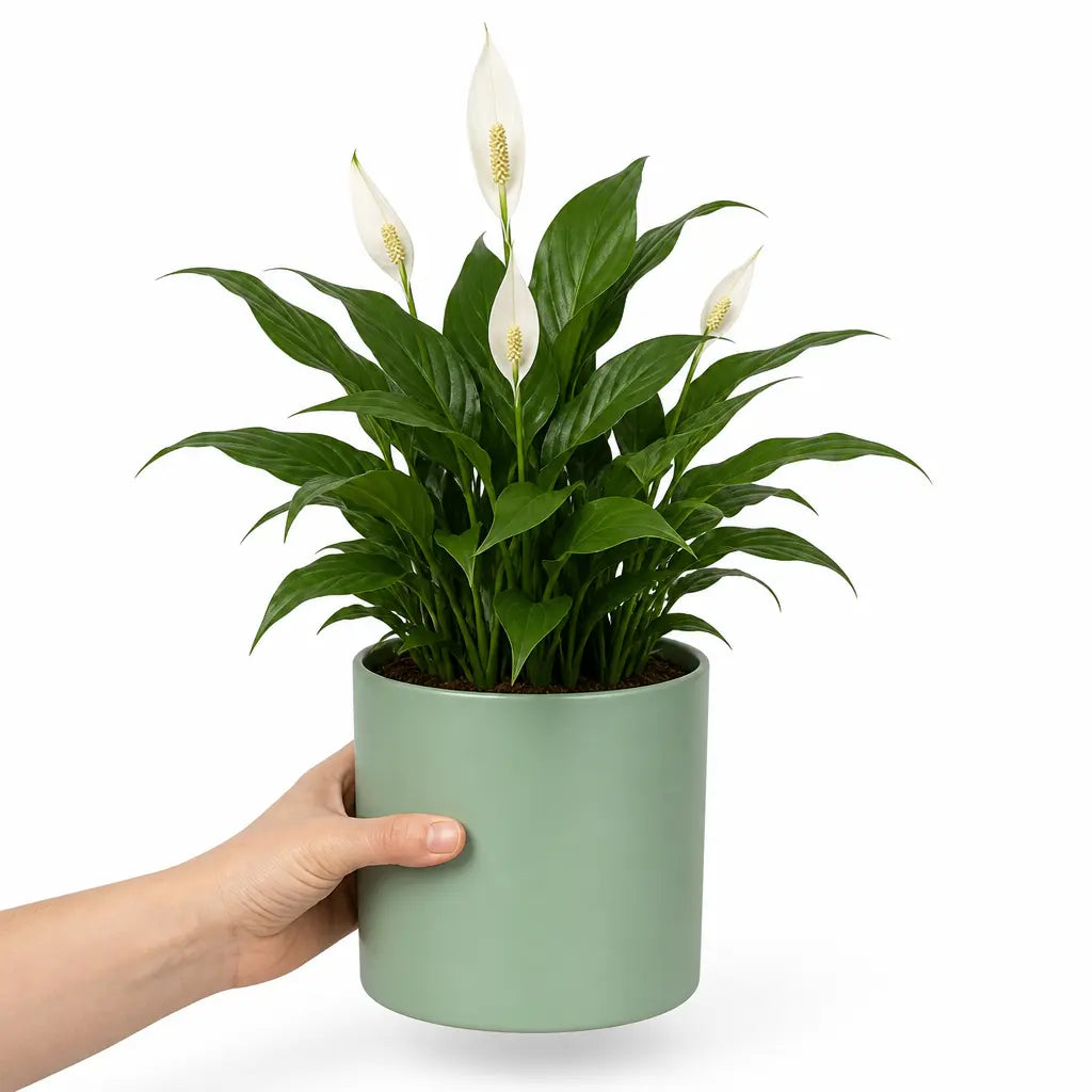 Spathiphyllum Peace Lily – Elegant White Flowers and Glossy Green Indoor Houseplant Plants By Post