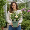 3L Silver Anniversary Yellow Rose Bush - Beautiful Flowering Plant Gift Plants By Post