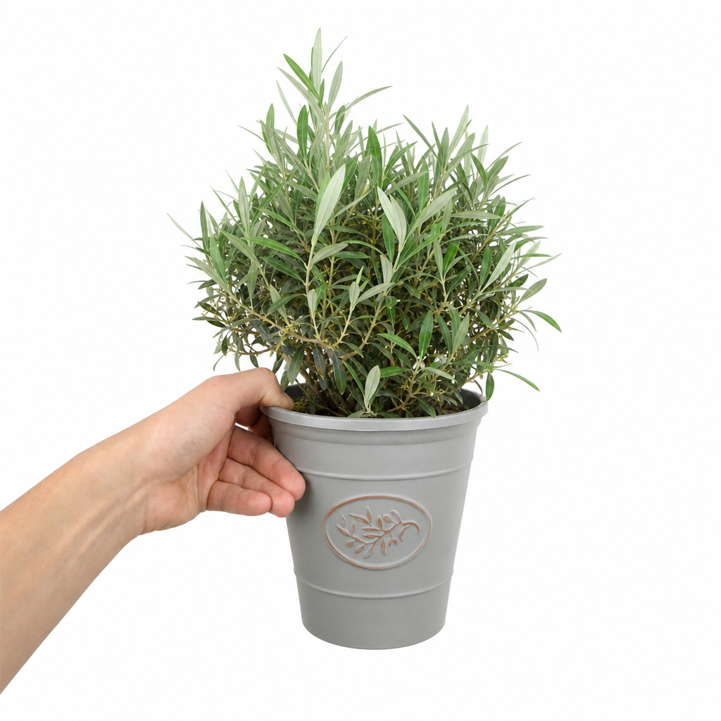 3L Bush Olive Indoor & Outdoor Evergreen