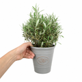 3L Bush Olive Indoor & Outdoor Evergreen