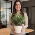 3L Bush Olive Indoor & Outdoor Evergreen
