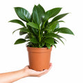 Philodendron Imperial Green 19cm Pot – Large Indoor Foliage Houseplant Plants By Post