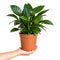 Nursery Pot