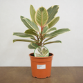 Ficus Tineke Rubber Plant 21cm Pot – Large Indoor Houseplant Plants By Post