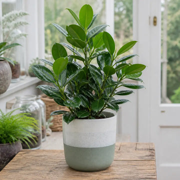 Ficus Moclame Indian Laurel Fig 5L – Glossy Green Indoor Houseplant Plants By Post