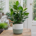 Ficus Moclame Indian Laurel Fig 5L – Glossy Green Indoor Houseplant Plants By Post