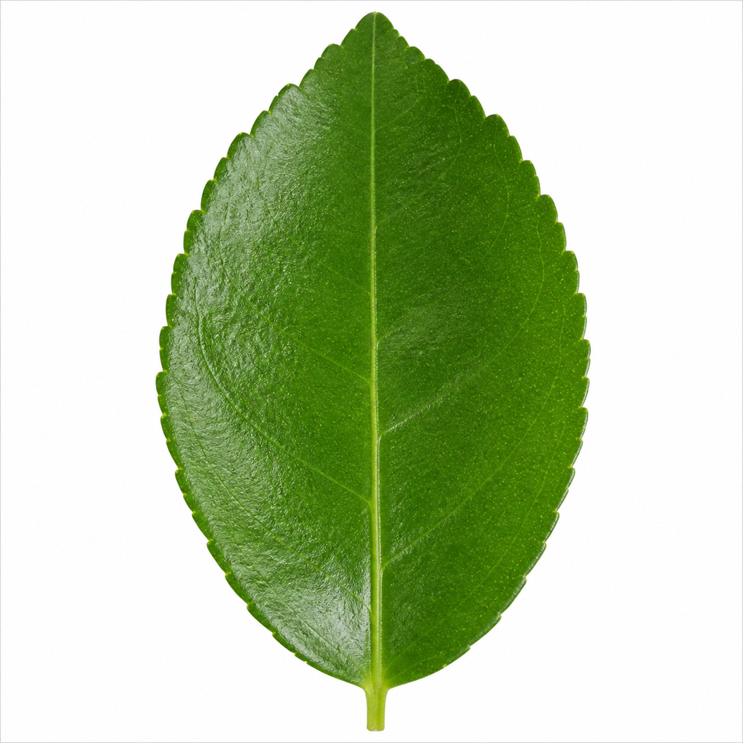 5L Lime Tree 80/90cm - Hardy Fruit Tree for Homegrown Limes plants by post