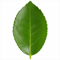 5L Lime Tree 80/90cm - Hardy Fruit Tree for Homegrown Limes plants by post