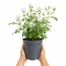 Nursery Pot