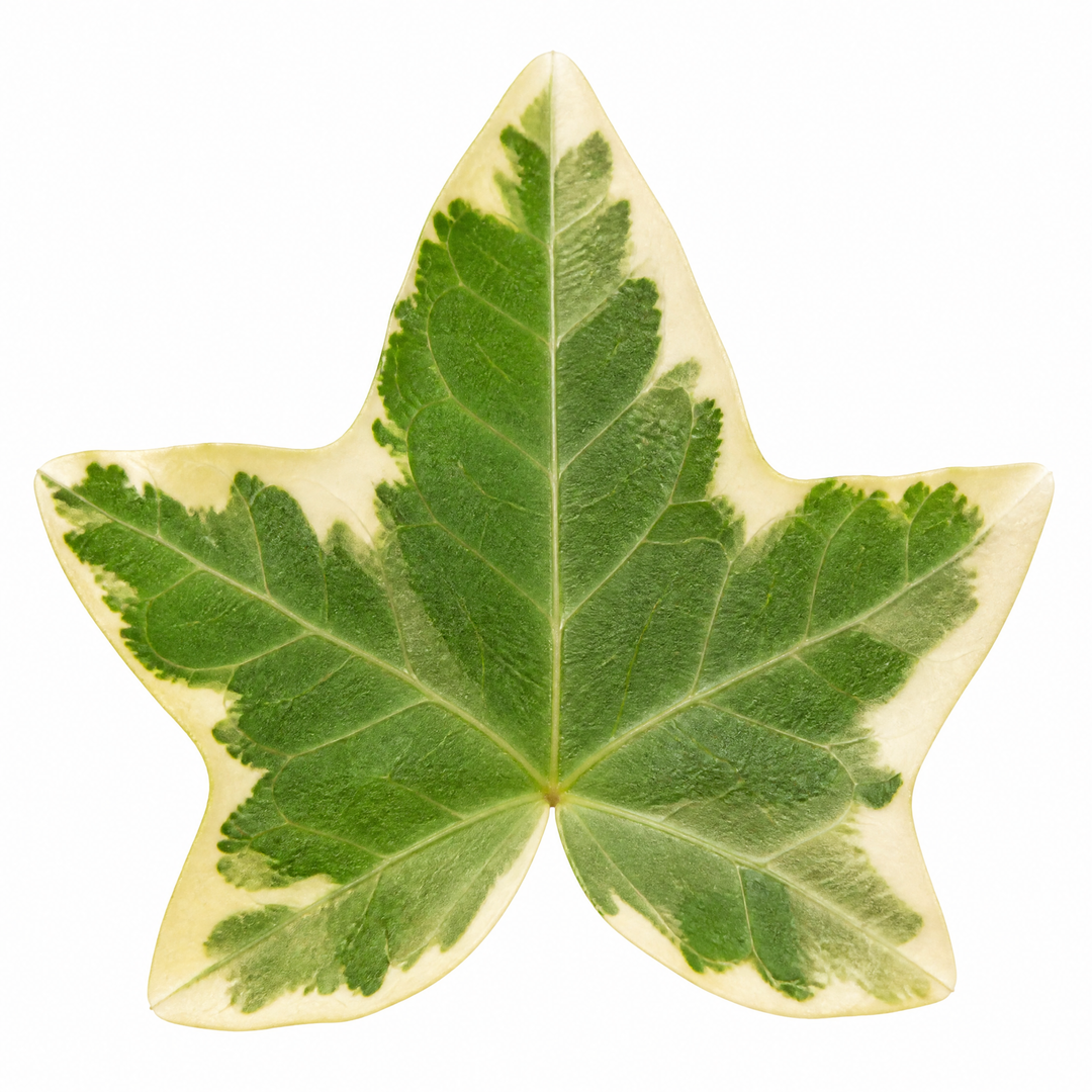 Hedera Variegated Ivy 12cm Pot Plants By Post
