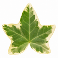 Hedera Variegated Ivy 12cm Pot Plants By Post