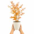3L Acer Orange Leaf in Pot Outdoor Tree for Patio & Garden
