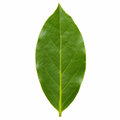 Bay Tree 60-70cm in 2L Pot Laurus nobilis
