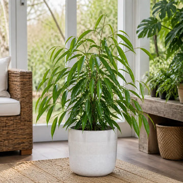 Ficus Binnendijks Narrow Leaf Fig 5L – Elegant Indoor Houseplant Plants By Post