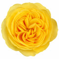 3L Golden Wedding Yellow Rose Bush - Beautiful Flowering Plant Gift Plants By Post