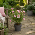 5L Rose Happy Retirement Pink Rose Bush - Beautiful Flowering Garden Plant Plants By Post