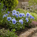 Pansy Delta Pro Pure Light Blue 9Pack × 2 Spring & Autumn Bedding Plants Plants By Post
