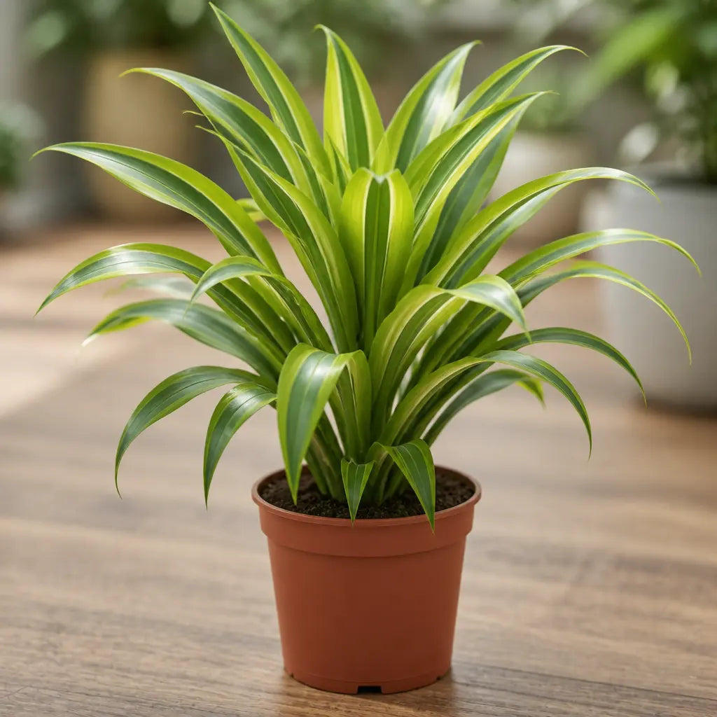 Dracaena Lemon Lime Dragon Tree – Vibrant Variegated Green and Yellow Indoor Houseplant Plants By Post
