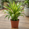 Nursery Pot