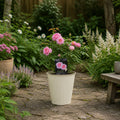 3L Mum In A Million Pink Rose Bush - Beautiful Flowering Plant Gift Plants By Post