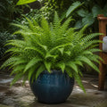 Nephrolepis Boston Fern 17cm Pot – Easy Care Pet Friendly Indoor Houseplant Plants By Post