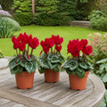 Cyclamen Red 10.5cm Pot Pack of 3 & 6 Flowering Outdoor Plants