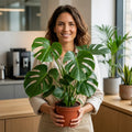 Monstera Deliciosa Cheese Plant – Large Split Leaf Tropical Evergreen Indoor Houseplant Plants By Post