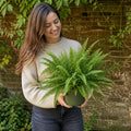 Nephrolepis Hanging Basket Boston Fern 19cm Pot – Easy Care Pet Friendly Indoor Houseplant Plants By Post