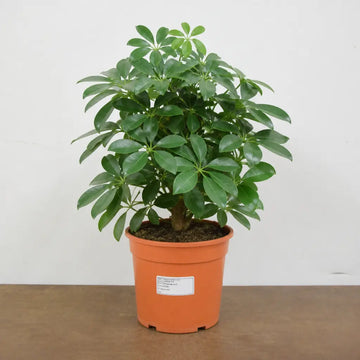Schefflera Green Umbrella Plant 19cm Pot – Easy Care Large Indoor Houseplant Plants By Post