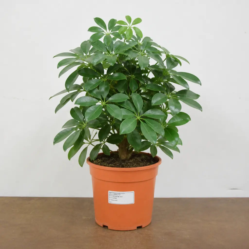 Schefflera Green Umbrella Plant 19cm Pot – Easy Care Large Indoor Houseplant Plants By Post