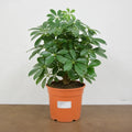Schefflera Green Umbrella Plant 19cm Pot – Easy Care Large Indoor Houseplant Plants By Post