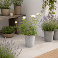 3L White Patio Rose in Decorative Pot Outdoor & Garden Plant