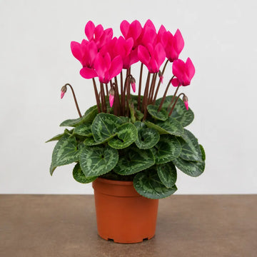 Cyclamen Deep Rose 10.5cm Pot Pack of 3 & 6 Flowering Outdoor Plants Plants By Post