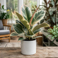 Ficus Tineke Rubber Plant – Elegant Variegated Green and Cream Indoor Houseplant Plants By Post