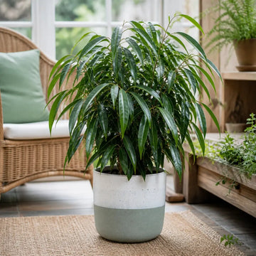 Ficus Binnendijks Narrow Leaf Fig 5L – Elegant Indoor Houseplant Plants By Post