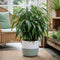 Green Stoneware Pot