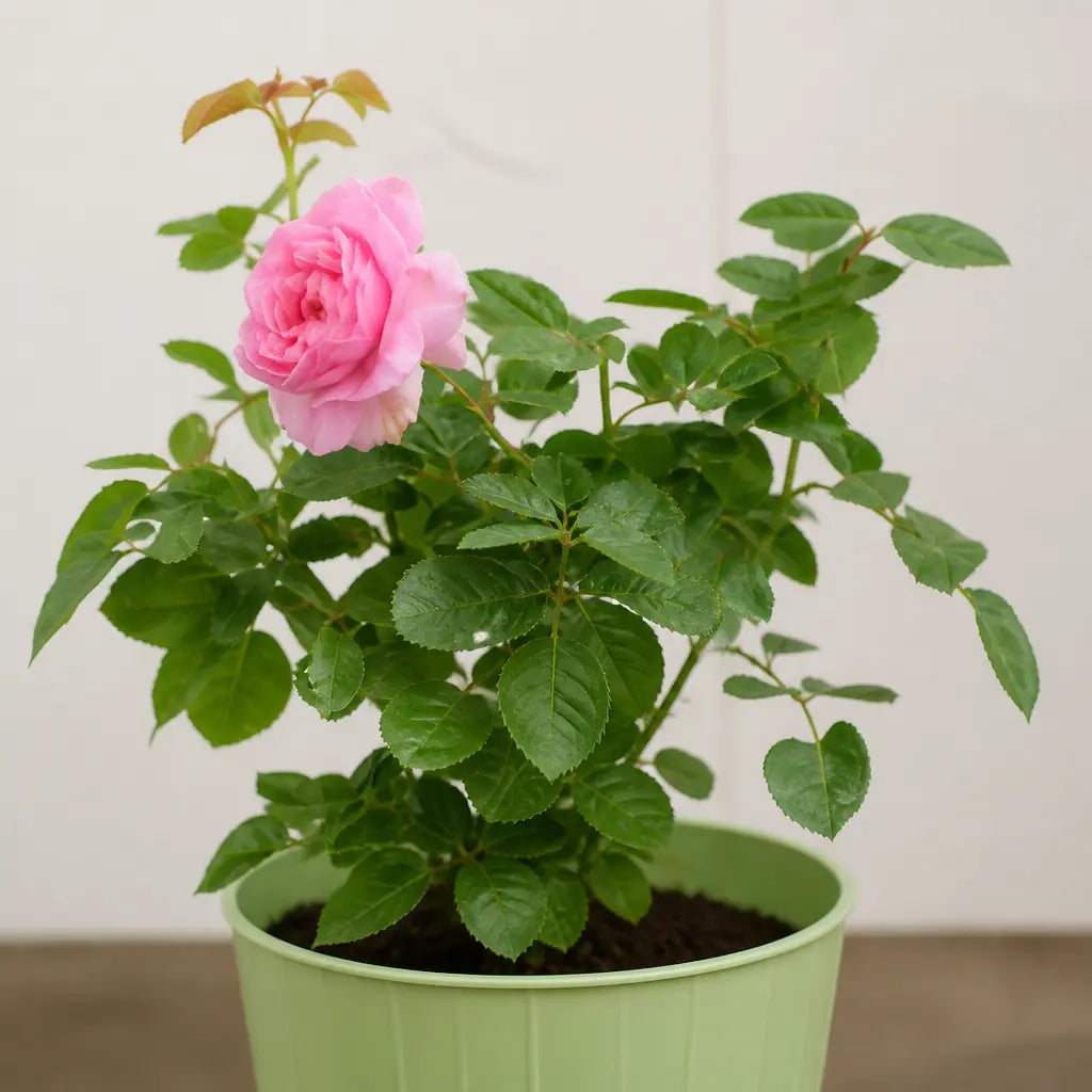 3L Mum In A Million Pink Rose Bush - Beautiful Flowering Plant Gift Plants By Post