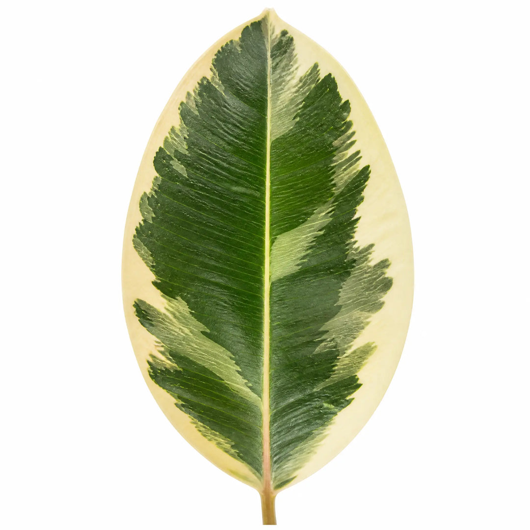 Ficus Tineke Rubber Plant 5L – Variegated Indoor Houseplant Plants By Post